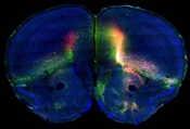 董宏伟绘制大脑皮层神经网络图