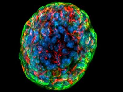 Nature：干细胞的第三类状态