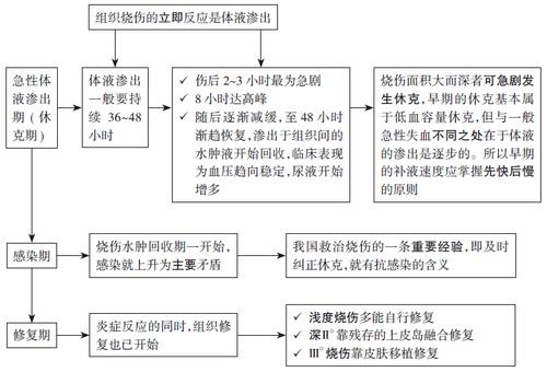 烧伤病理分期