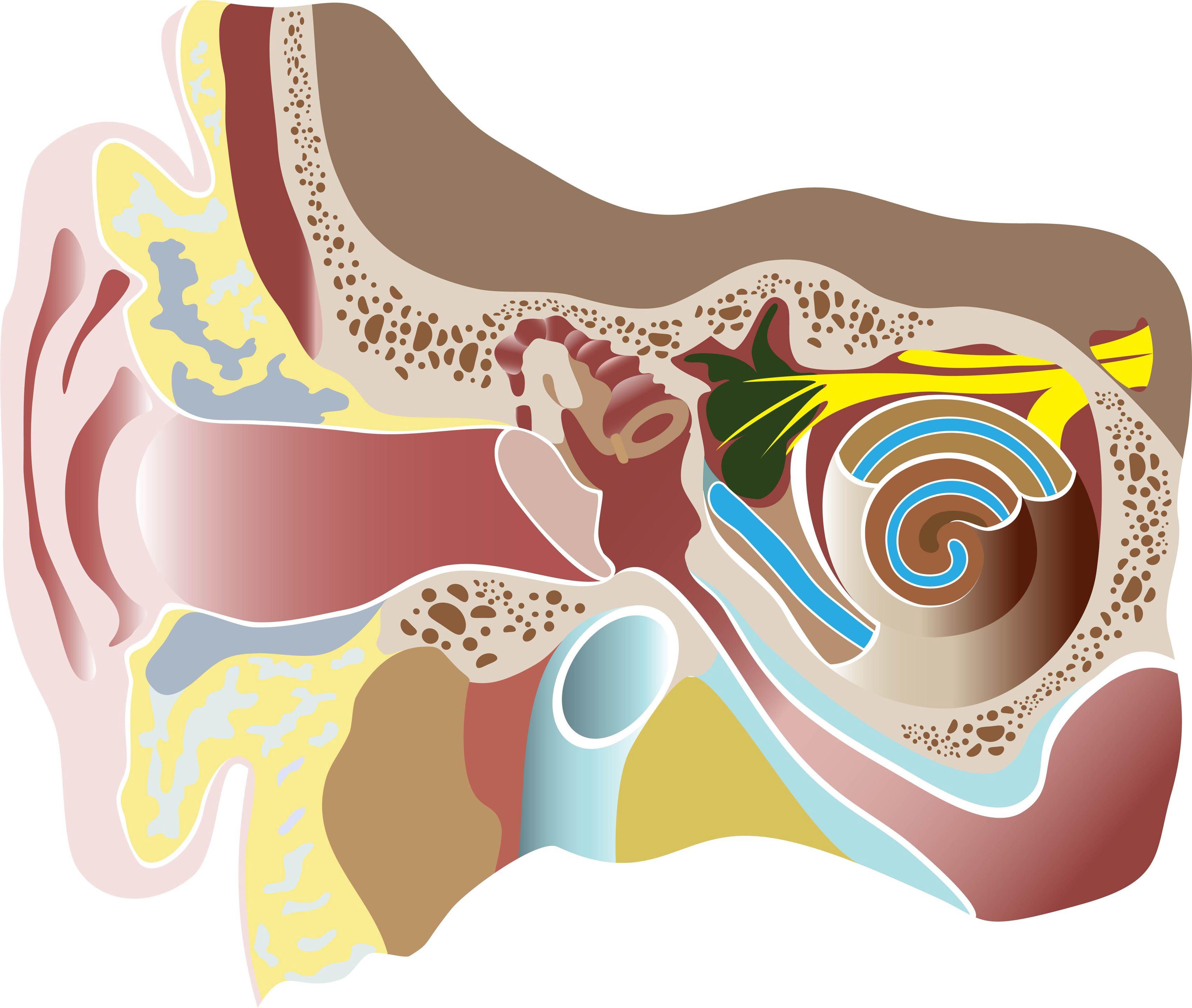 創傷性鼓膜穿孔的治療分析